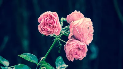 Розы в укрытии: фотографии для выбора