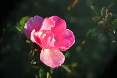 Как привить розу на шиповник: подробные фотоинструкции