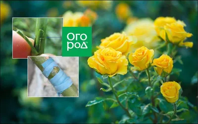 Прививка розы на шиповник: фотографии для начинающих садоводов