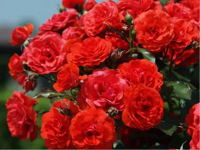 Фото привитой розы на шиповник: разные форматы