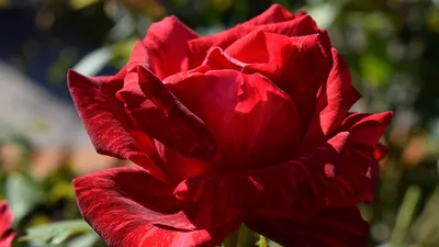 Фотографии прививки розы на шиповник: идеи для вдохновения