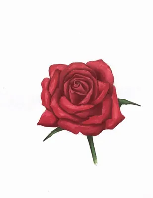 Как рисовать розу: шаг за шагом гид для начинающих