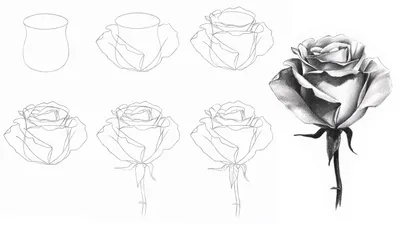 Как рисовать розу фотографии