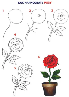 Как создать сюрреалистическую фотографию розы: играйте с перспективой