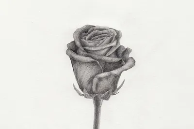 Фотография розы на фоне заката: погрузитесь в романтику