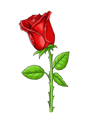 Рисование розы в стиле реализма: детализированный подход