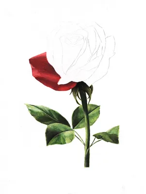 Фотография розы в мягком свете: создайте трогательные и эмоциональные снимки
