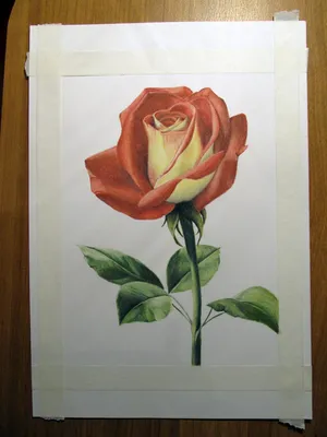 Фотография розы в чёрно-белом стиле: красота в минимализме