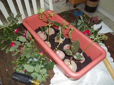 Фото прекрасных роз, выращенных из черенков в домашних условиях