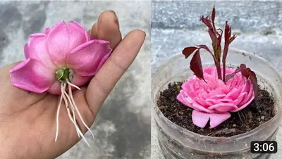 Как получить красивые розы: фотошоп и скачивание изображений