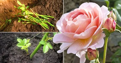 Укоренение розы в домашних условиях: фотографии каждого этапа