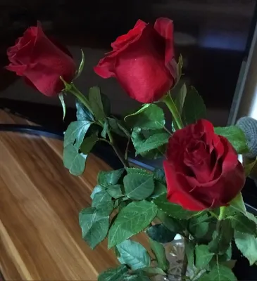 Фото: результаты укоренения роз в разных размерах