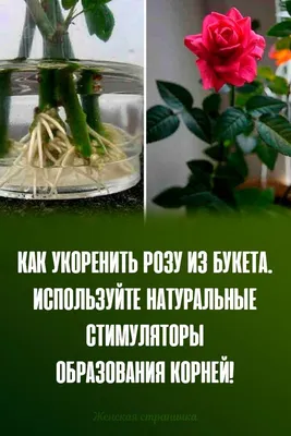 Укоренение роз в домашних условиях: фото и пошаговая инструкция