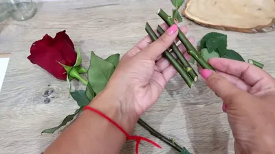 Как укоренить розы без особых усилий: фотоинструкция