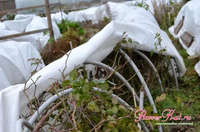 Как правильно укрыть плетистые розы на зиму: фотография 