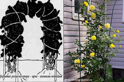 Как сохранить красоту плетистых роз на зиму: фото пошагово 