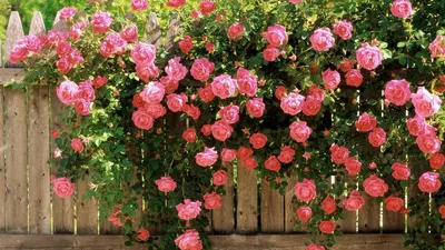 Долговечность укрытия плетистых роз: фотография примеров 
