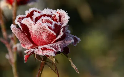 Примеры укрытия плетистых роз на зиму: фото подборка 
