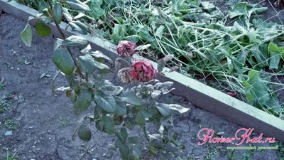 Фото плетистых роз с укрытием на зиму: изображение в формате jpg 