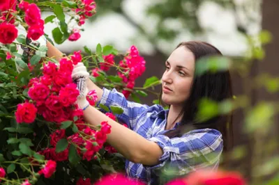 Полезные советы по укрытию плетистых роз на зиму: фотография 