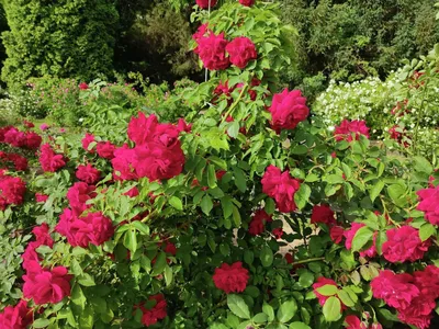 Различные способы укрытия плетистых роз: фото на выбор 