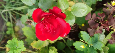 Надежное укрытие плетистых роз: фото в формате webp 