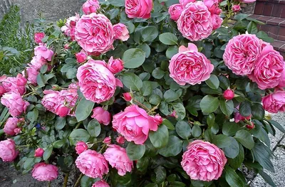 Надежное укрытие плетистых роз: фотошпаргалка 