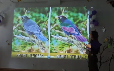 Фото птиц: взгляд сквозь ветви и листва