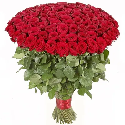 Прекрасное изображение букета из 101 розы