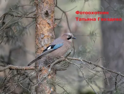 Фотография птицы сойки: доступные форматы для скачивания