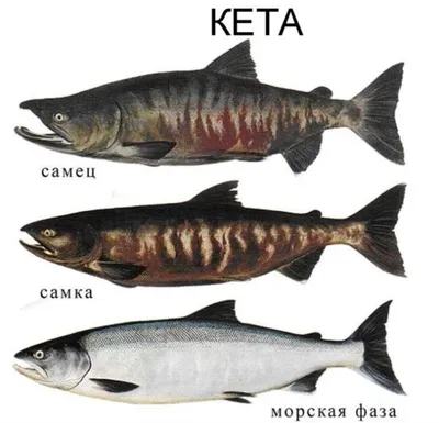 Картинка рыбы кета в высоком разрешении