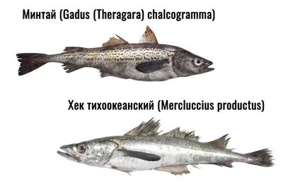 Изображение рыбы минтай