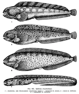 Загадочные фотографии рыбы зубатки для скачивания