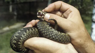 Укус змеи у человека: фотографии различных видов 