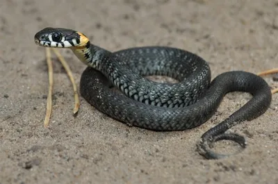 Впечатляющие фотографии змеи, доступные в разных размерах