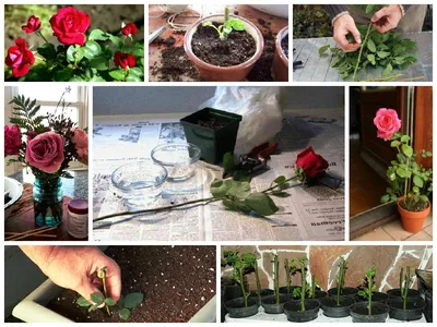 Пошаговое руководство выращивания розы из отрезанной стебли
