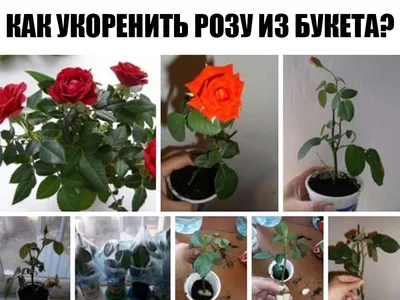 Выращиваем красоту: роза из стебля букета