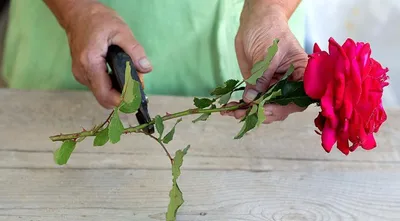 Роскошная роза из букета: как это сделать?