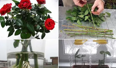 Шаг за шагом: как вырастить розу из букета