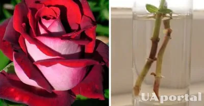Идеальная роза из букета: ловушка для глаз и сердца