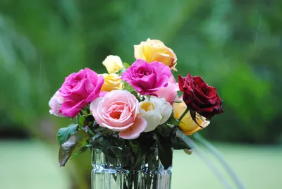Как создать сад в доме: роза из срезанного цветка