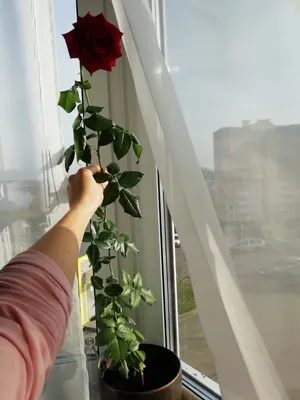 Роза из букета: путь от цветка к растению