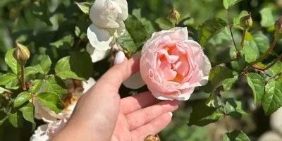 Как сделать розу из букета частью вашего сада?