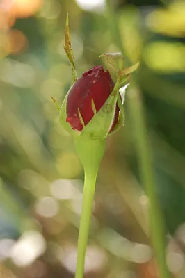 Идеальная роза из срезанного цветка: садоводство для начинающих