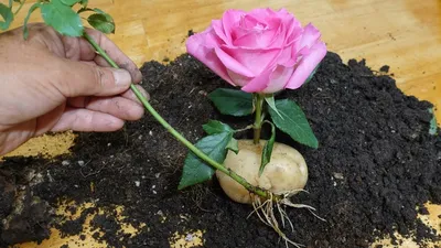 Как вырастить розу из букета фотографии