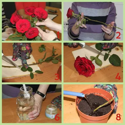 Методика выращивания розы из срезанной красавицы