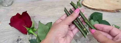 Картинка: как получить розу из срезанного цветка