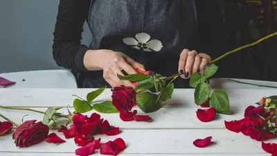 Как вырастить розу из срезанного цветка с использованием webp формата