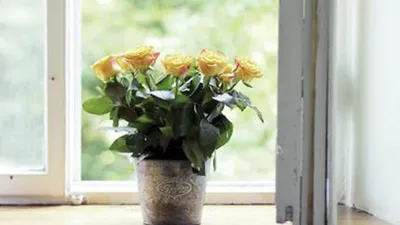 Как получить розу из срезанного цветка: руководство с фотографиями