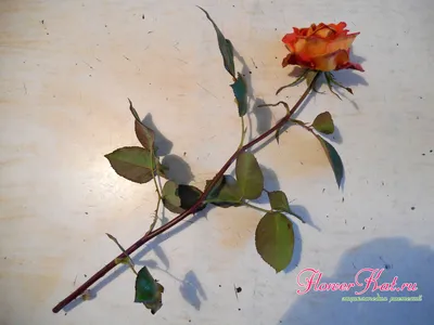 Фотография: детальное руководство по выращиванию розы из срезанного цветка